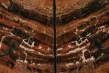 Tall, Arizona Petrified Wood Bookends - Red & Black #172013-1